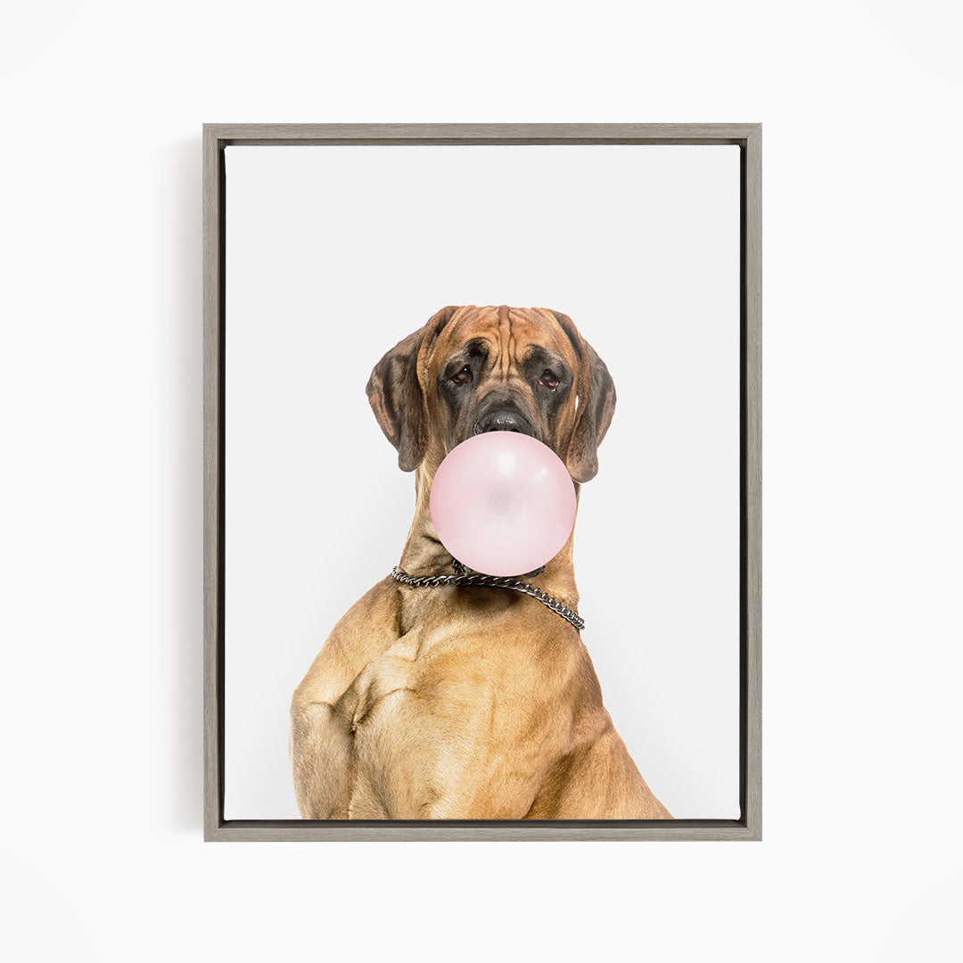 A brown dog with a pink bubble gum bubble in its mouth, wearing a collar, and looking directly at the camera.