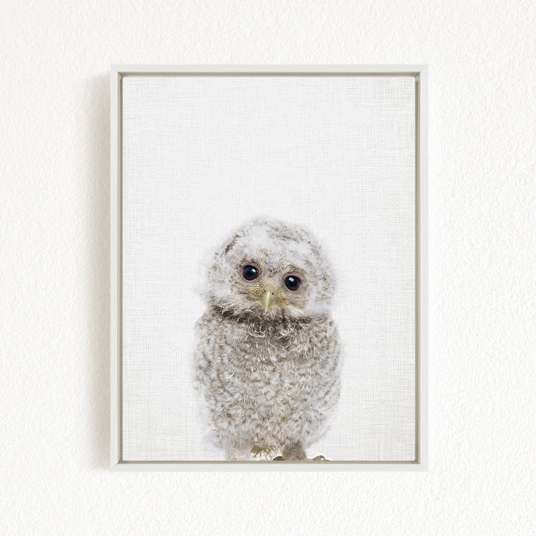 A framed photograph of a baby owl with a fluffy white coat and large eyes, looking directly at the camera.