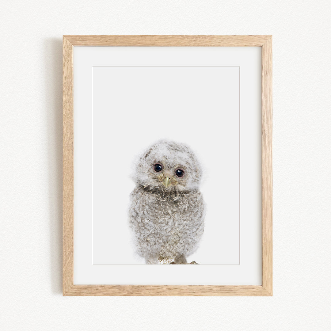 A framed photograph of a baby owl with a white and gray color scheme.