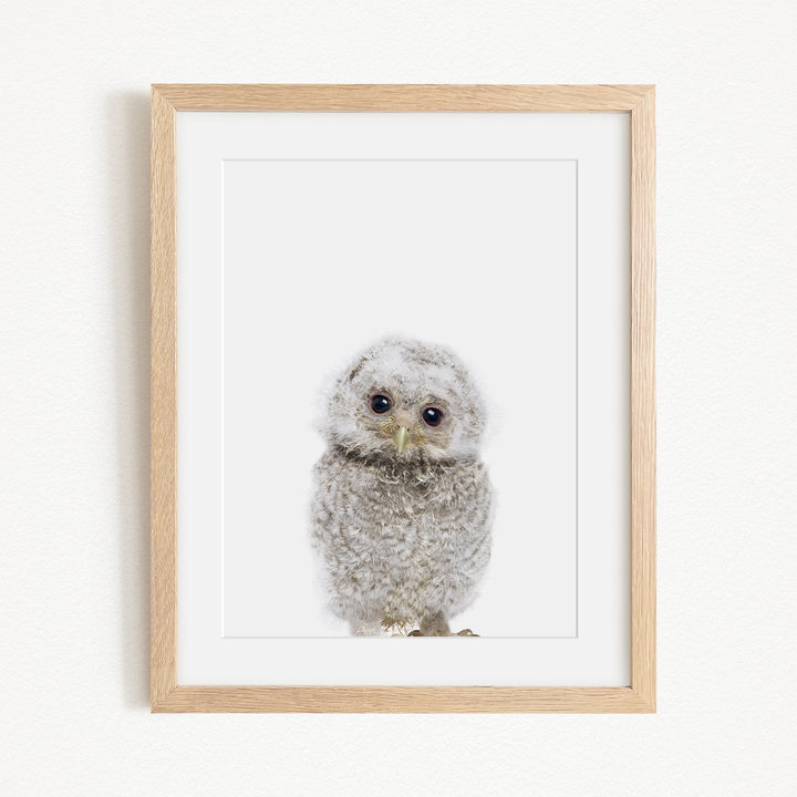 A framed photograph of a baby owl with a white and gray color scheme.