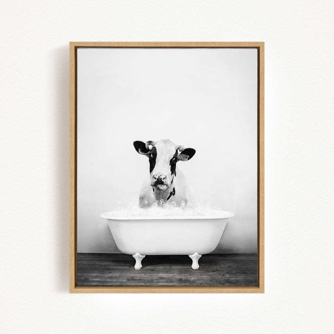A black and white photograph of a cow sitting in a bathtub filled with water.
