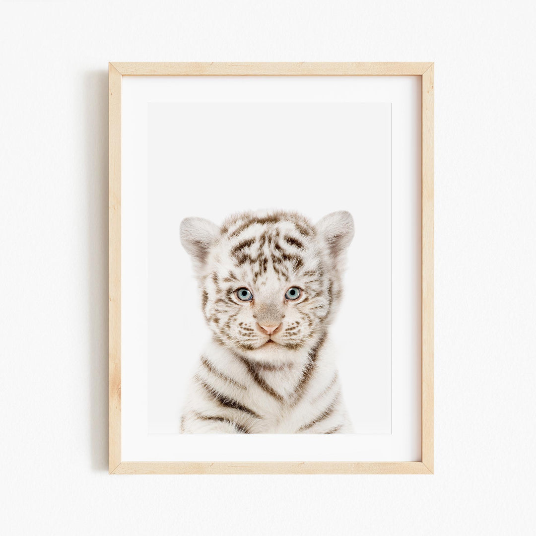a picture of a white tiger with blue eyes