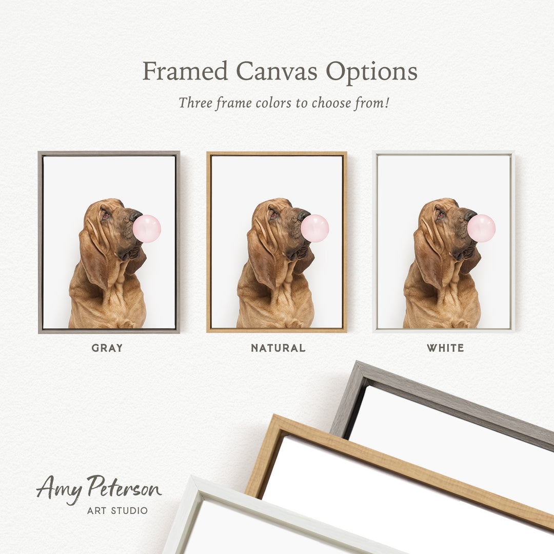 three framed canvas options for a picture of a dog blowing a bubble gum bubble. The options include a gray frame, a natural frame, and a white frame.