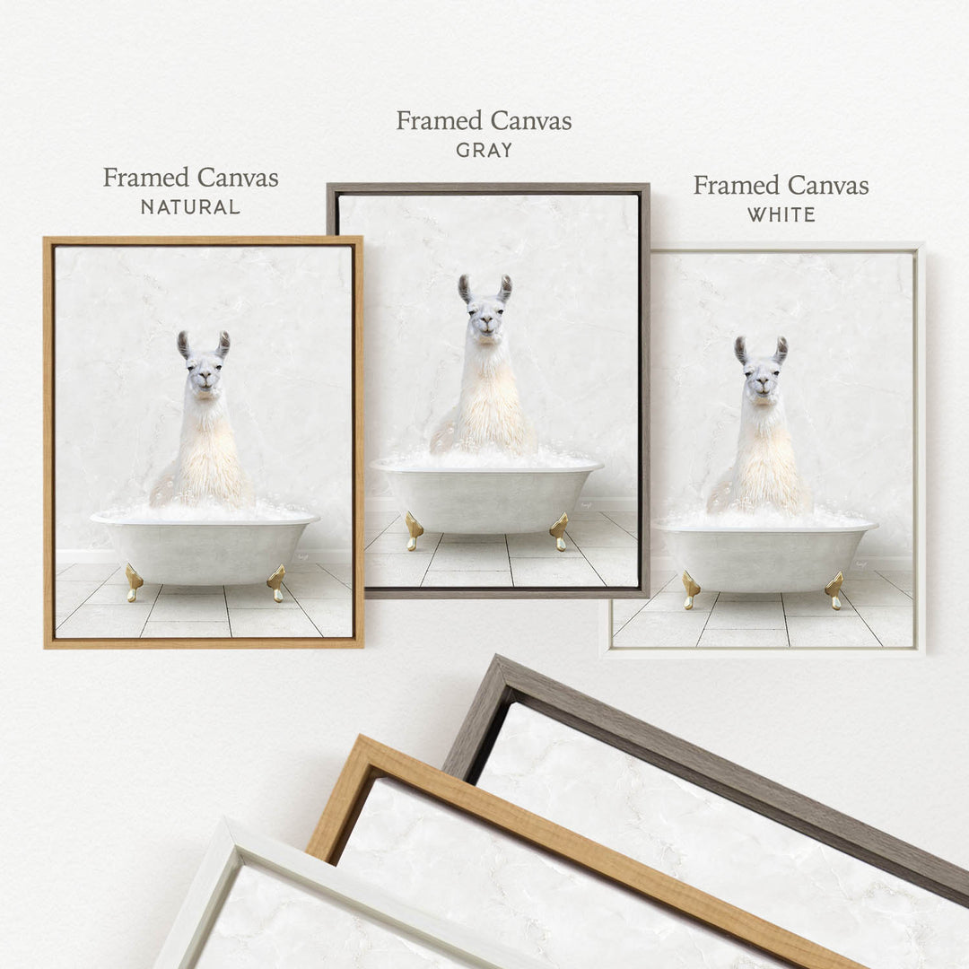 a framed picture of a llama sitting in a bathtub, with three different colored frames displayed side by side.