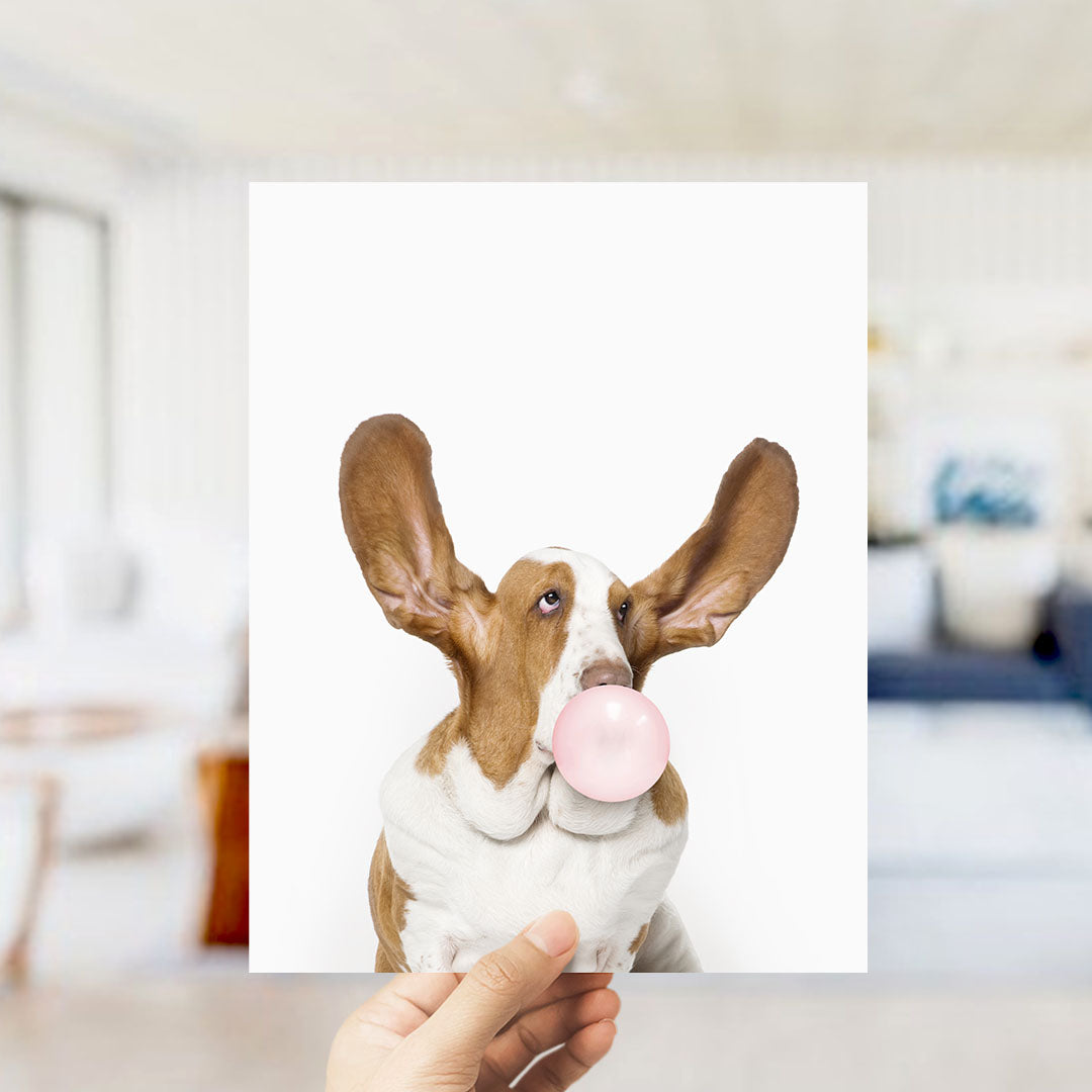 A brown and white dog with large ears is blowing a bubble with a pink bubble gum bubble, as a person holds up a photograph of the dog.