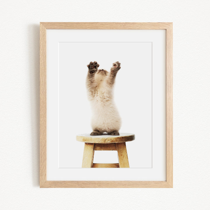 A fluffy white kitten sitting on a wooden stool with its paws raised in the air.