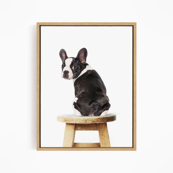 A black and white dog sitting on a wooden stool.