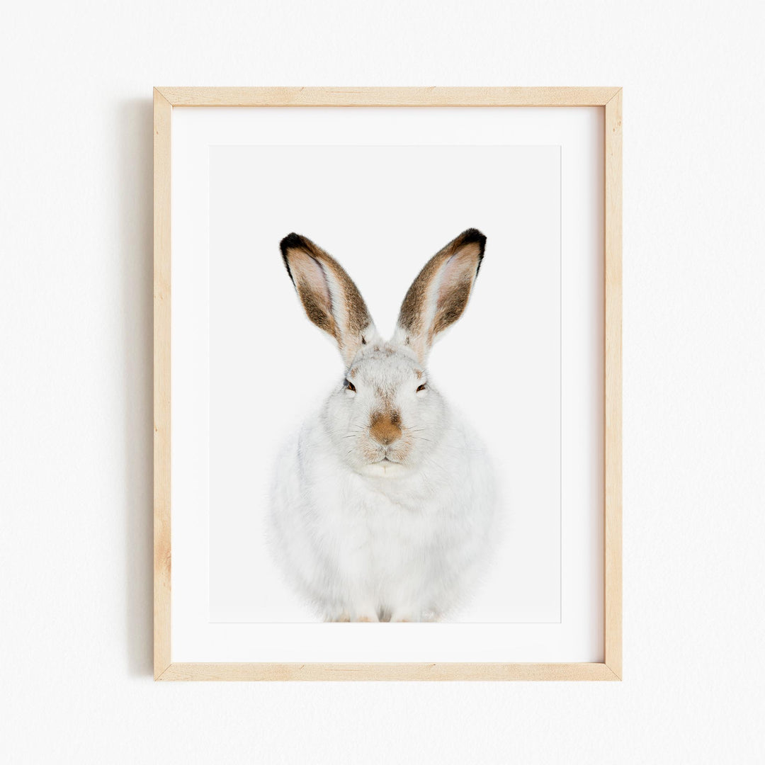 a picture of a white rabbit in a wooden frame