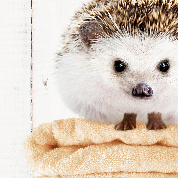 a hedge sitting on top of a towel