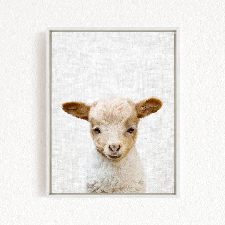 A framed image of a cute lamb with a white coat and brown ears, looking directly at the camera.