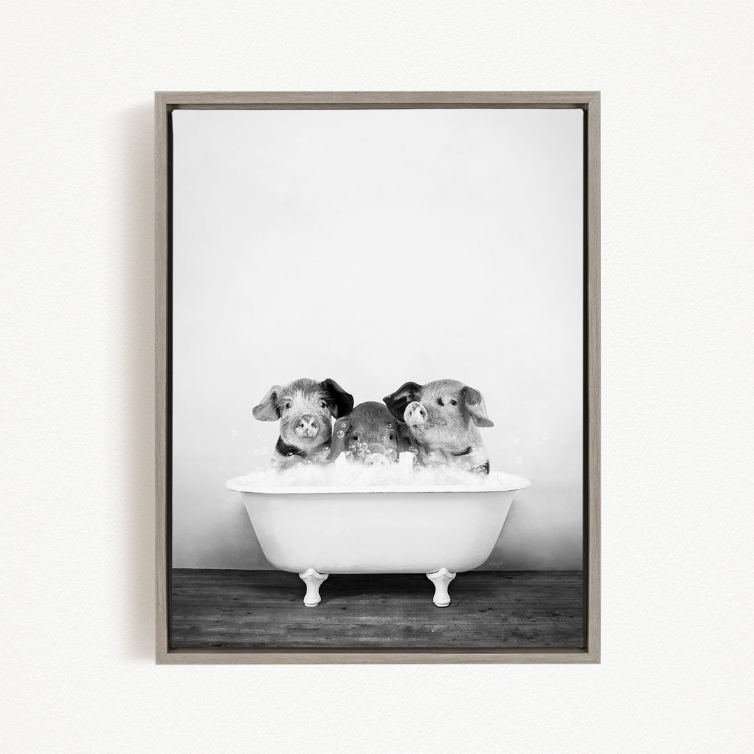 A black and white photograph of three adorable pigs sitting in a white bathtub, with their heads submerged in the water.