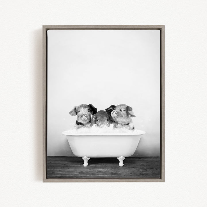 A black and white photograph of three adorable pigs sitting in a white bathtub, with their heads submerged in the water.