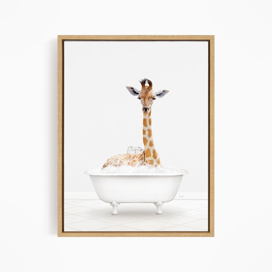 A giraffe sitting in a white bathtub filled with bubbles, looking directly at the camera.