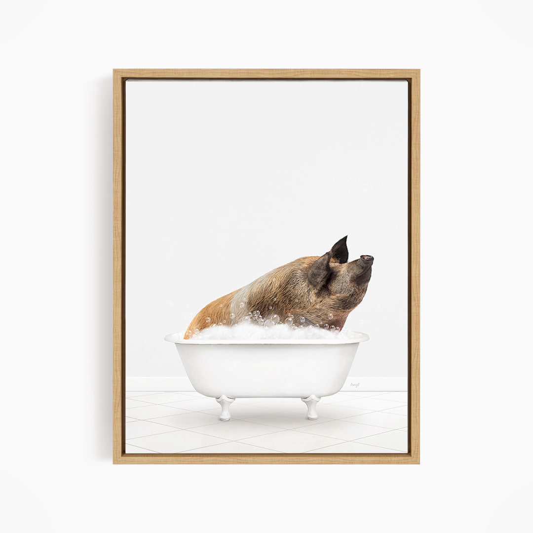 A brown and white pig sitting in a white bathtub filled with bubbles, looking up at the camera.