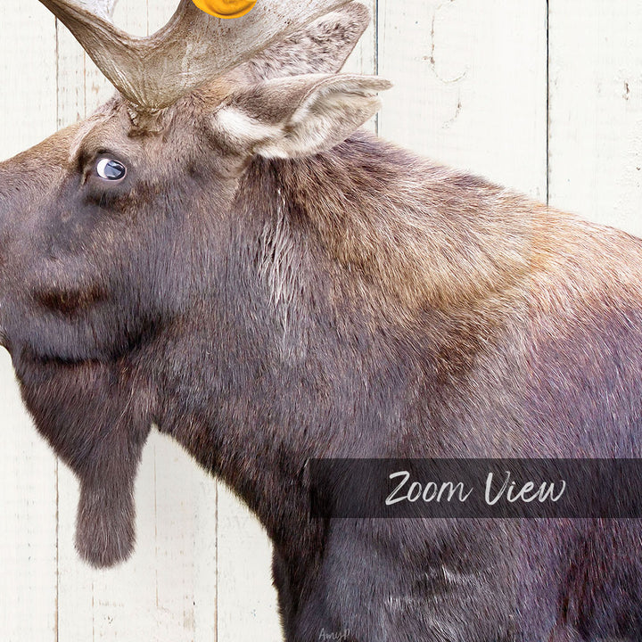 A close-up of a moose's head, with its large antlers and distinctive features, is shown against a white background.