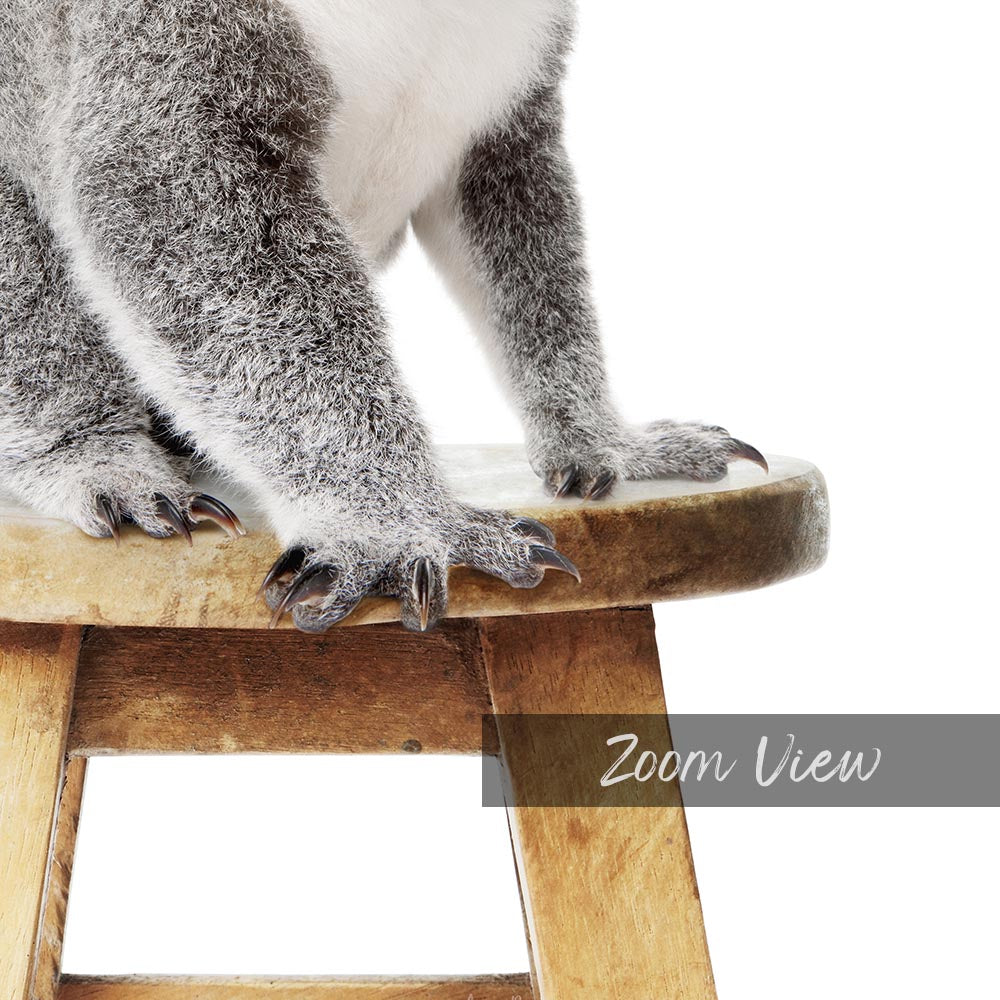 a koala standing on top of a wooden stool
