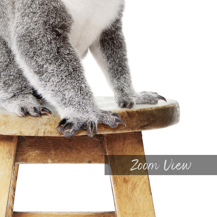 a koala standing on top of a wooden stool