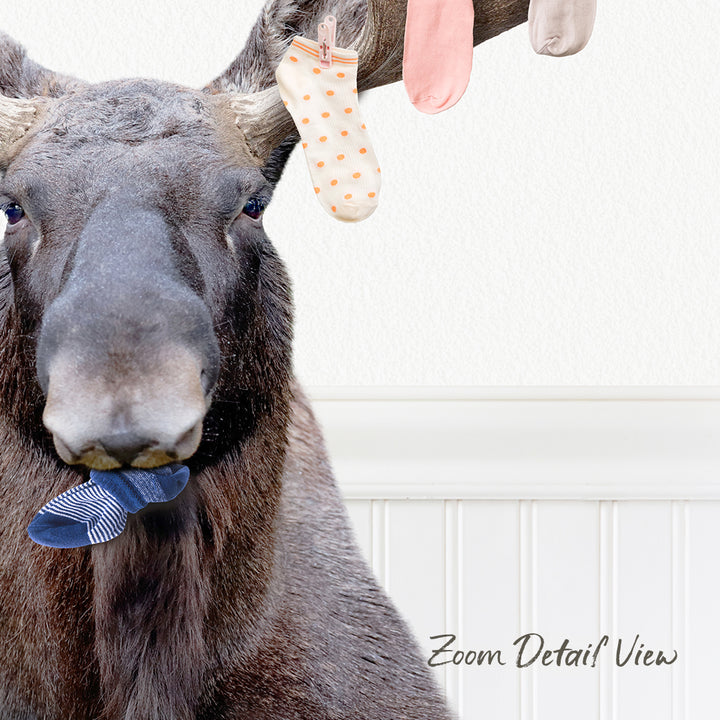 A close-up of a moose's head, with its nose and mouth visible, and several colorful socks hanging from its antlers.