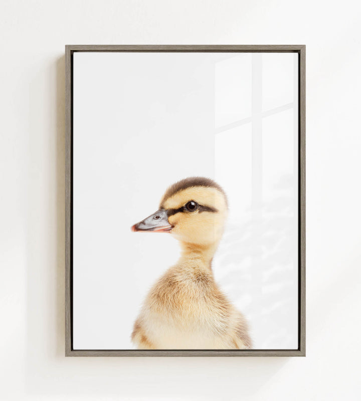 A young duckling peeking out from behind a white background.