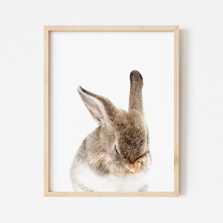 a picture of a rabbit in a frame