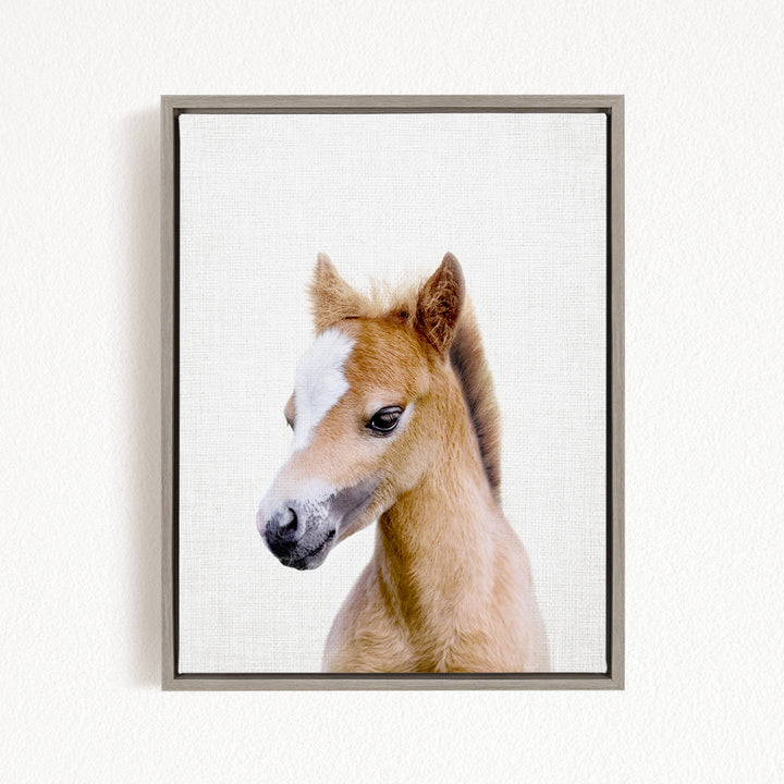A framed photograph of a young horse with a white blaze on its face, looking directly at the camera.
