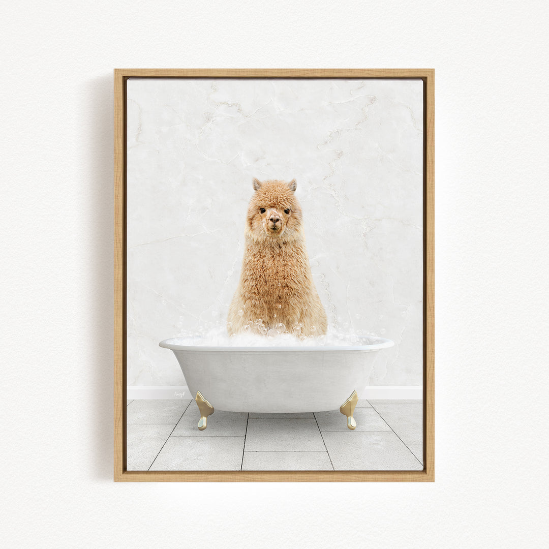 A fluffy alpaca sitting in a white bathtub filled with water, looking directly at the camera.
