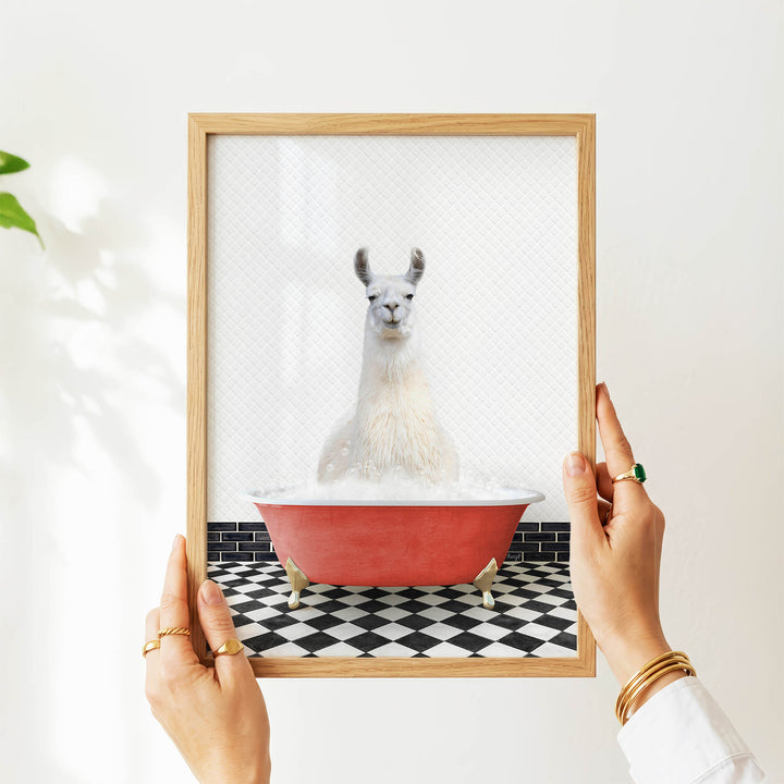 A person's hands are holding a framed picture of a white llama sitting in a red bathtub filled with water, with a black and white checkered floor in the background.
