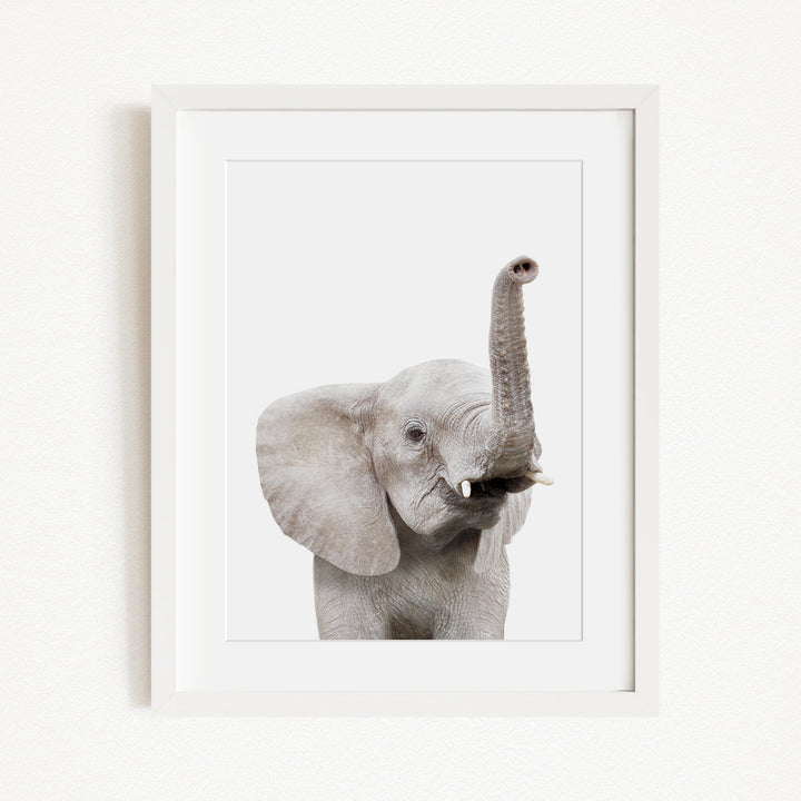 A gray elephant with its trunk raised, standing against a white background.