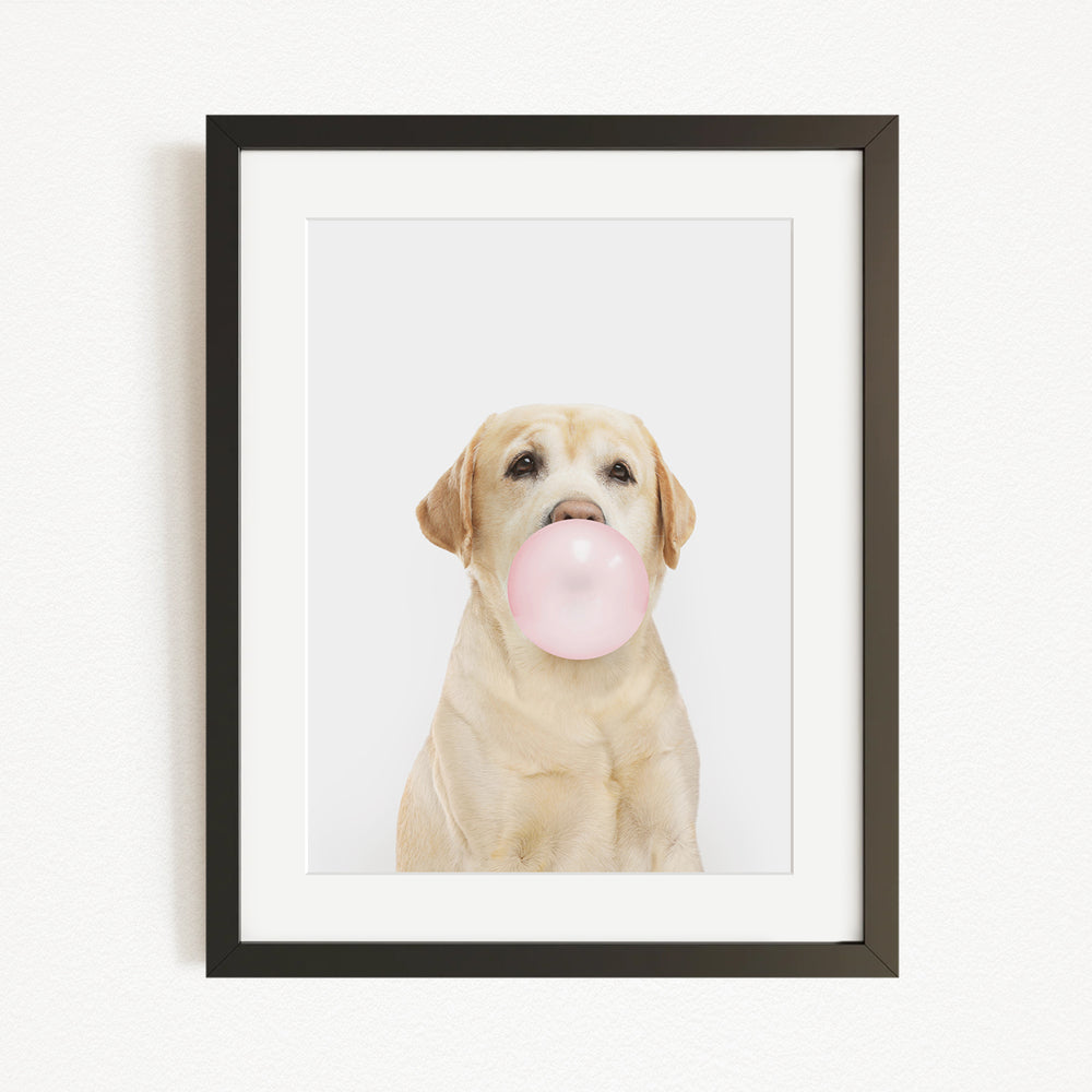 A light brown dog is sitting on a white background, blowing a pink bubble with its mouth.