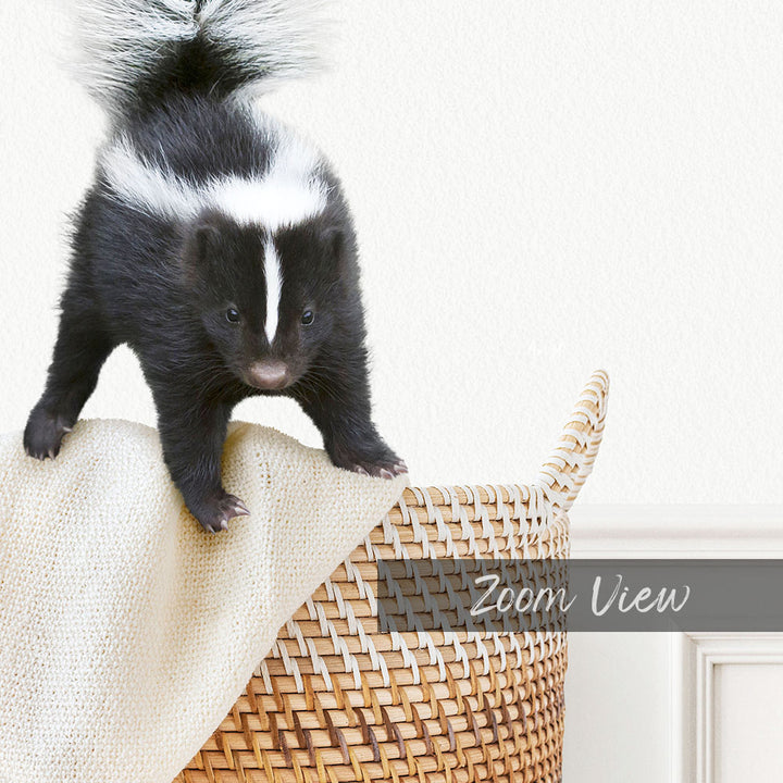 A young black and white striped skunk is perched on top of a woven basket, with a white blanket underneath.