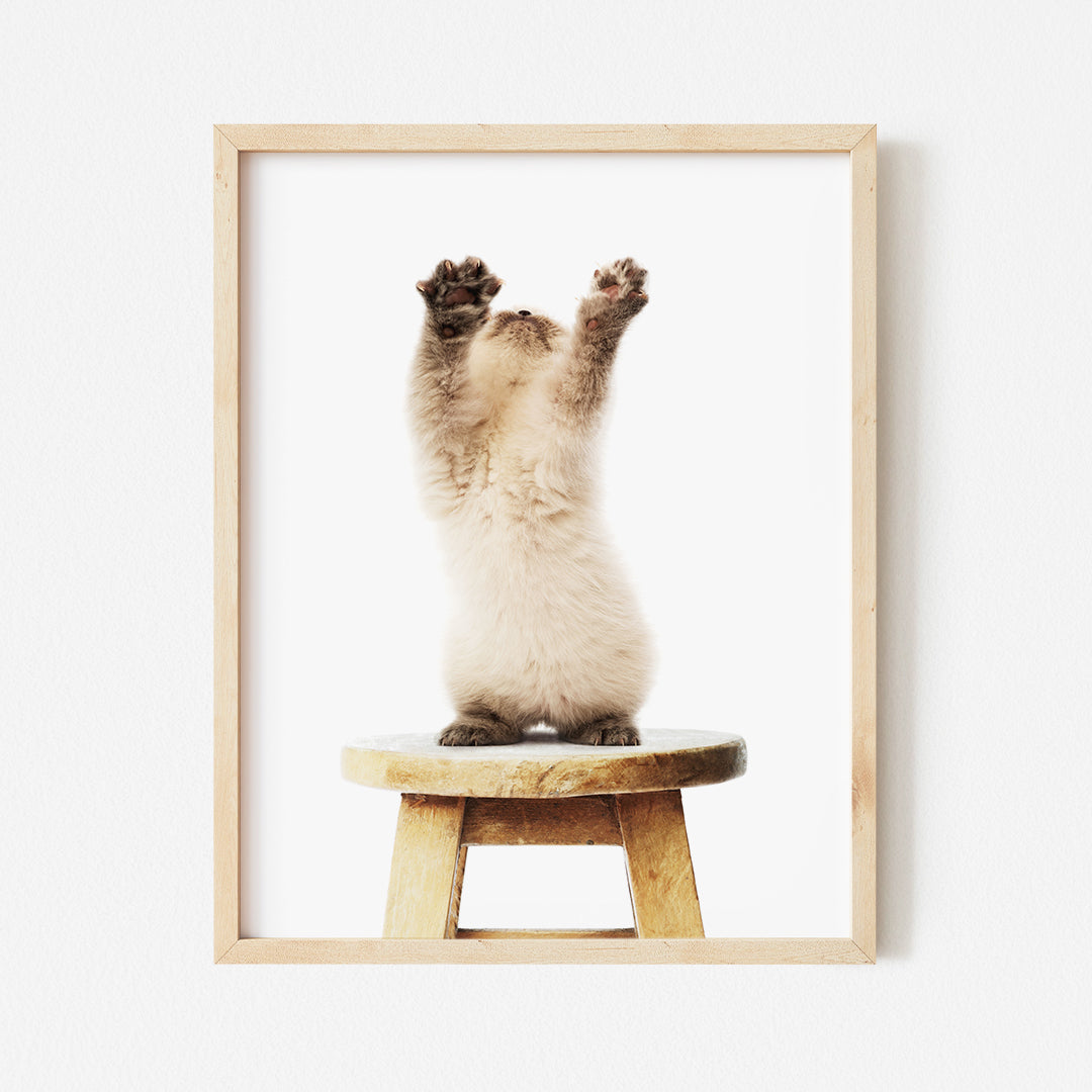 a cat sitting on top of a wooden stool