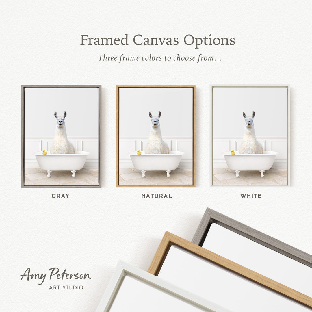 The image is a framed canvas option showcasing three different frame colors: gray, natural, and white. The canvas displays a white llama sitting in a white bathtub, with each frame color representing a different option for the frame color.