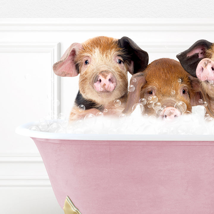 three pigs in a bath tub with bubbles