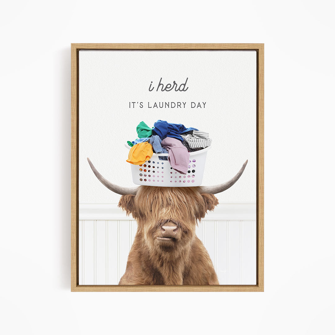 A brown cow with long hair is sitting on a white laundry basket, which is filled with clothes.