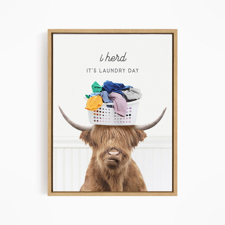 A brown cow with long hair is sitting on a white laundry basket, which is filled with clothes.