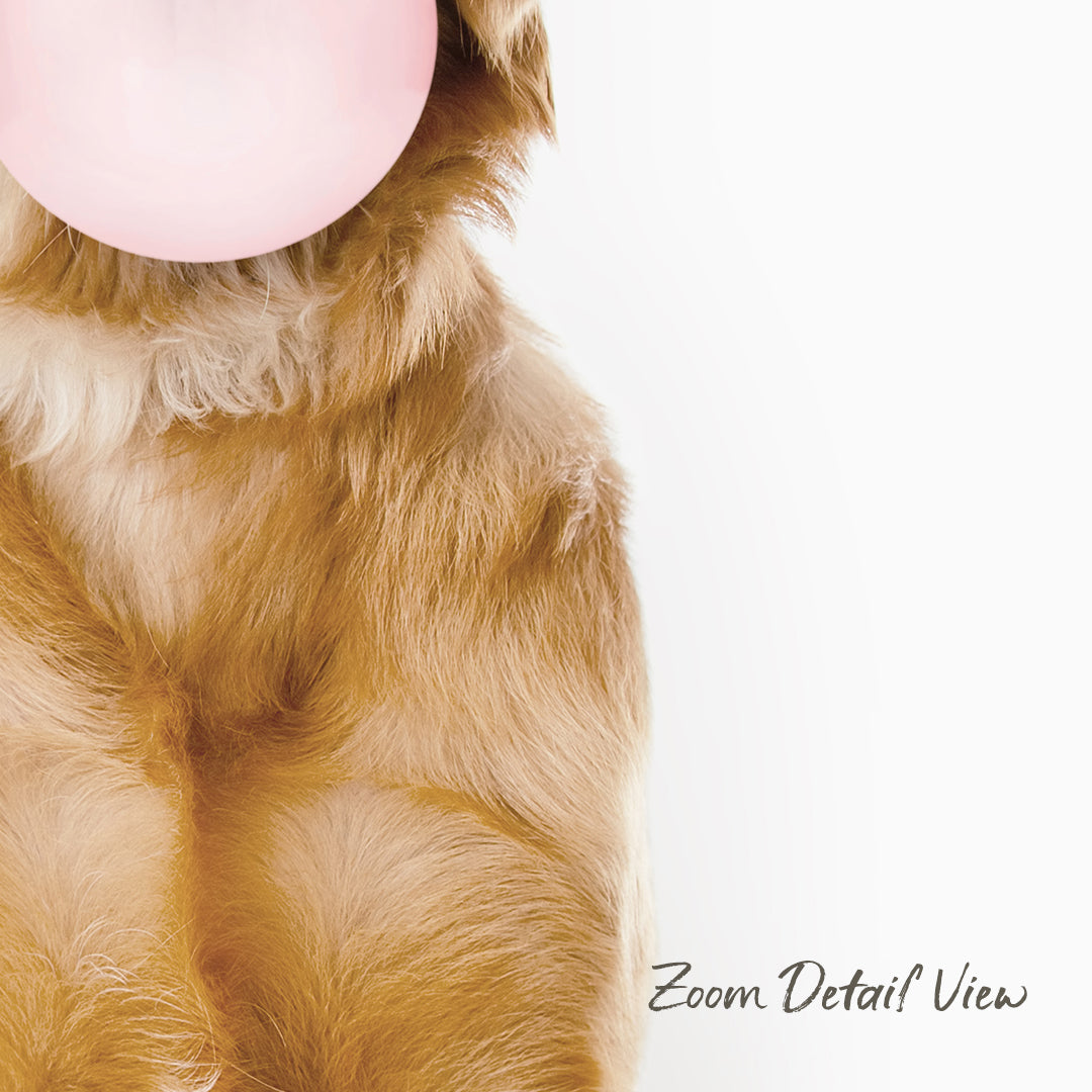 A close-up of a dog's face with a pink bubble gum bubble in its mouth, against a plain white background.