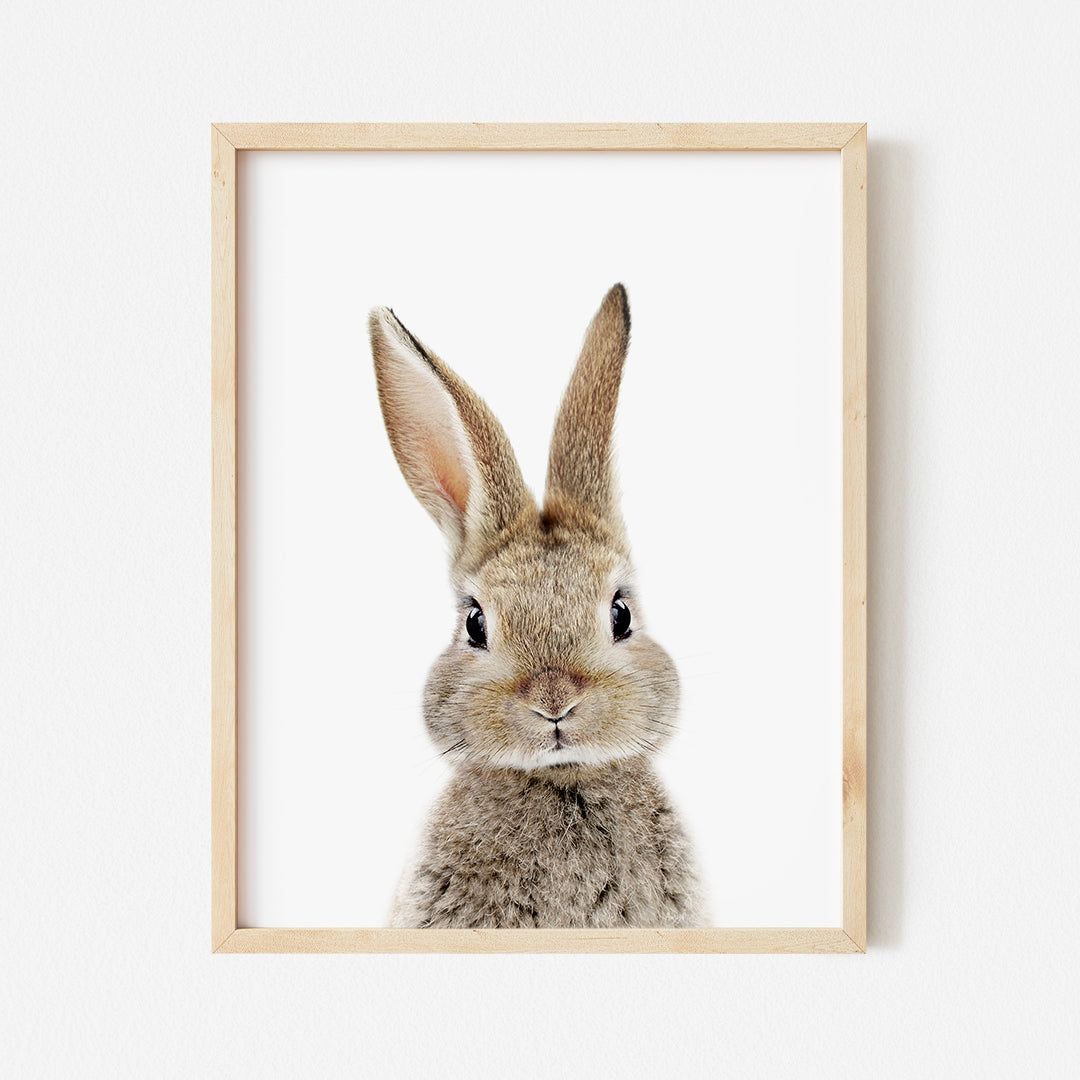 a picture of a rabbit in a frame