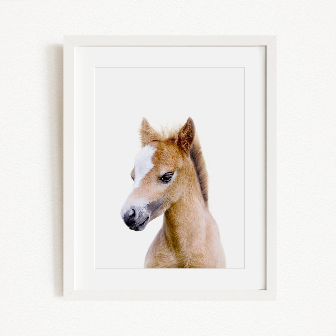 A framed photograph of a young horse with a white blaze on its face, looking directly at the camera.
