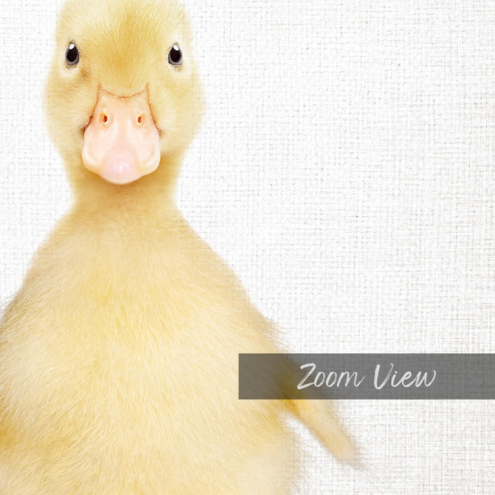 A close-up of a cute yellow duckling with a pink beak, looking directly at the camera against a white background.