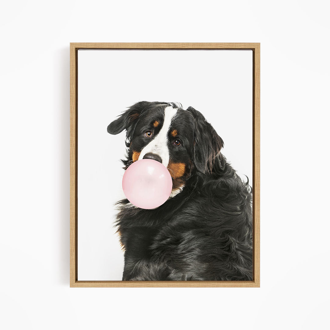 A black and white dog with a pink bubble gum bubble in its mouth, looking directly at the camera.