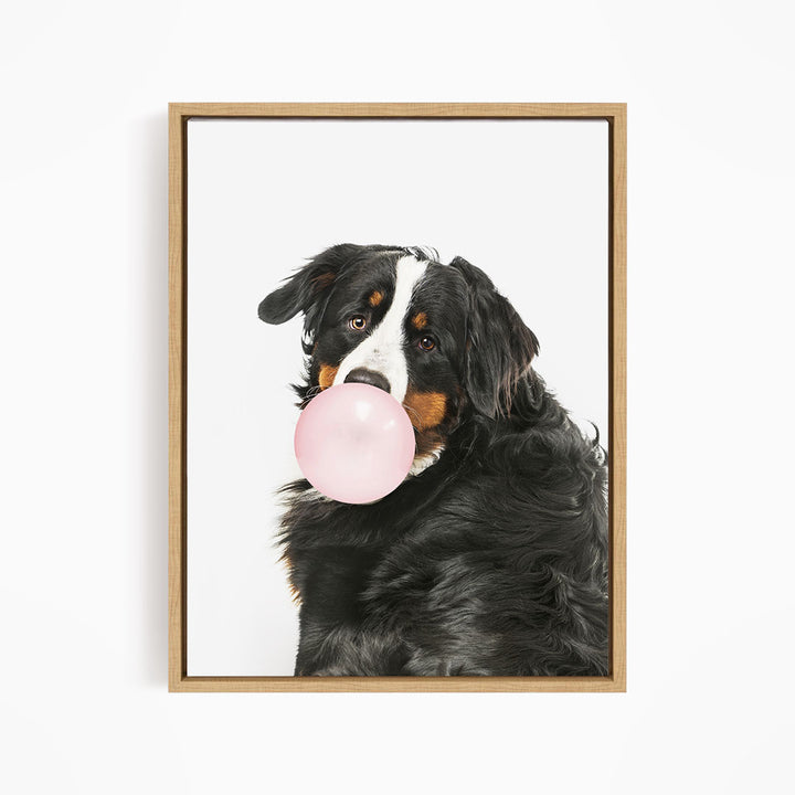 A black and white dog with a pink bubble gum bubble in its mouth, looking directly at the camera.