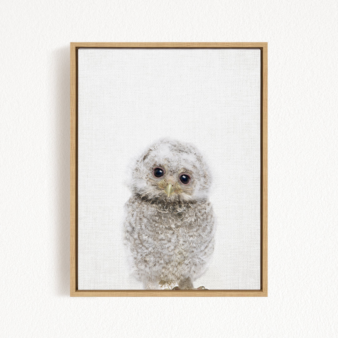 A framed photograph of a baby owl with large eyes and a fluffy, gray body.