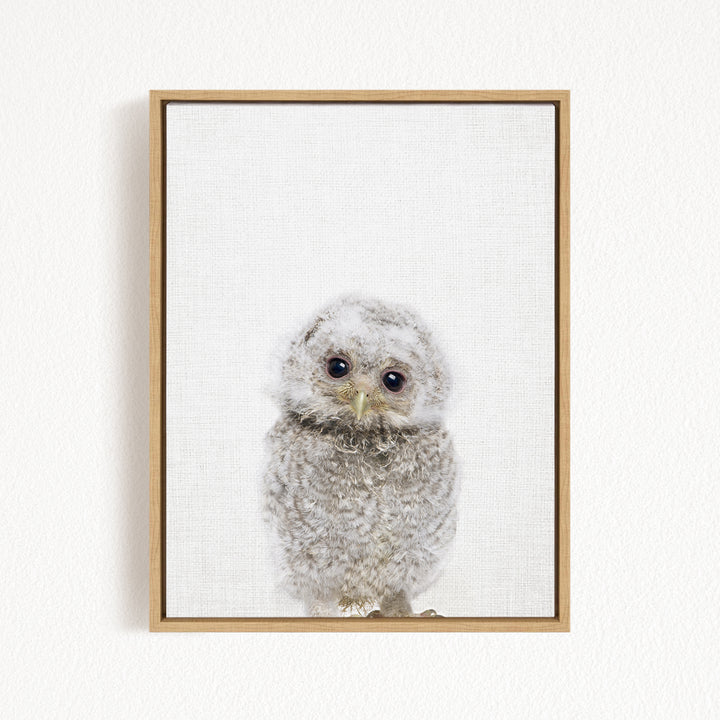 A framed photograph of a baby owl with large eyes and a fluffy, gray body.