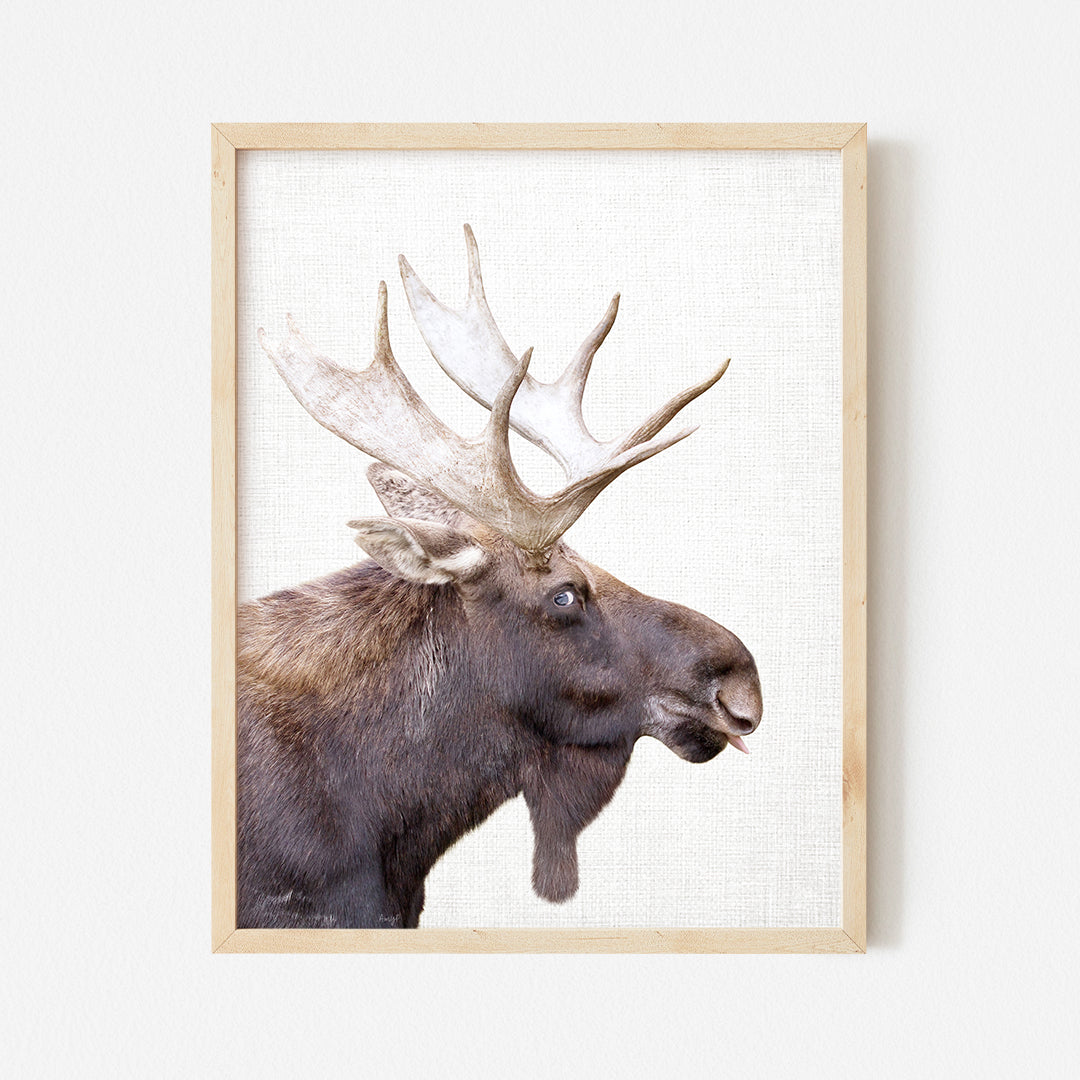 a picture of a moose with a large antlers on it's head