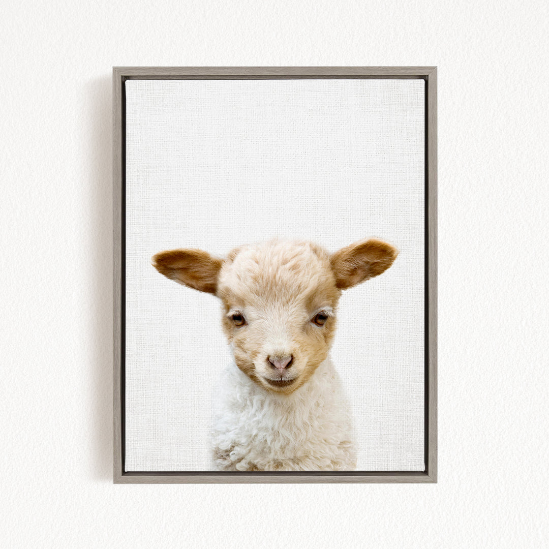 A framed image of a young lamb with a friendly expression, looking directly at the camera.