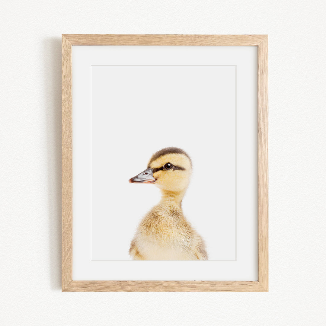 A framed photograph of a duckling with a white background.