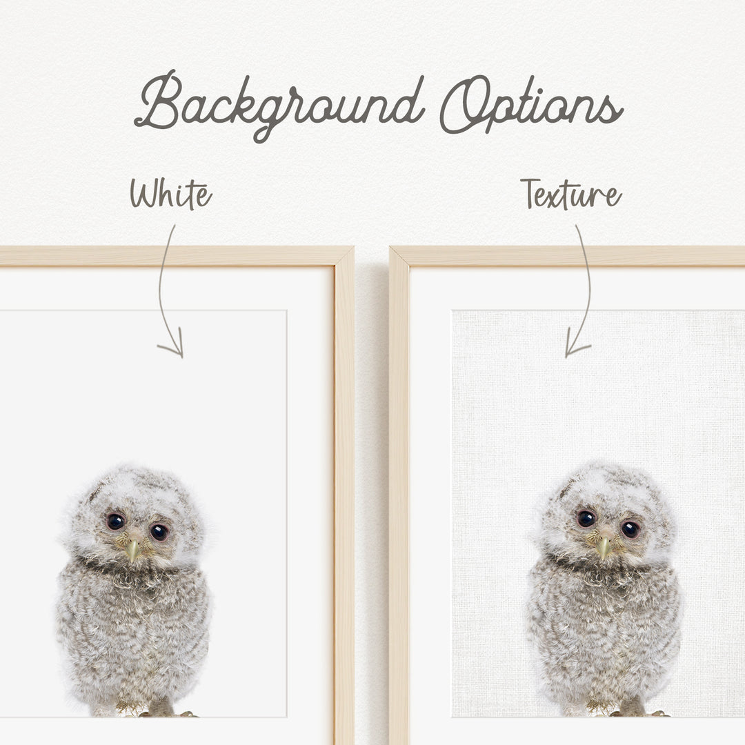 a close-up of a baby owl with text indicating the background options and texture.