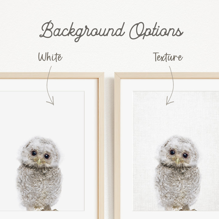 a close-up of a baby owl with text indicating the background options and texture.