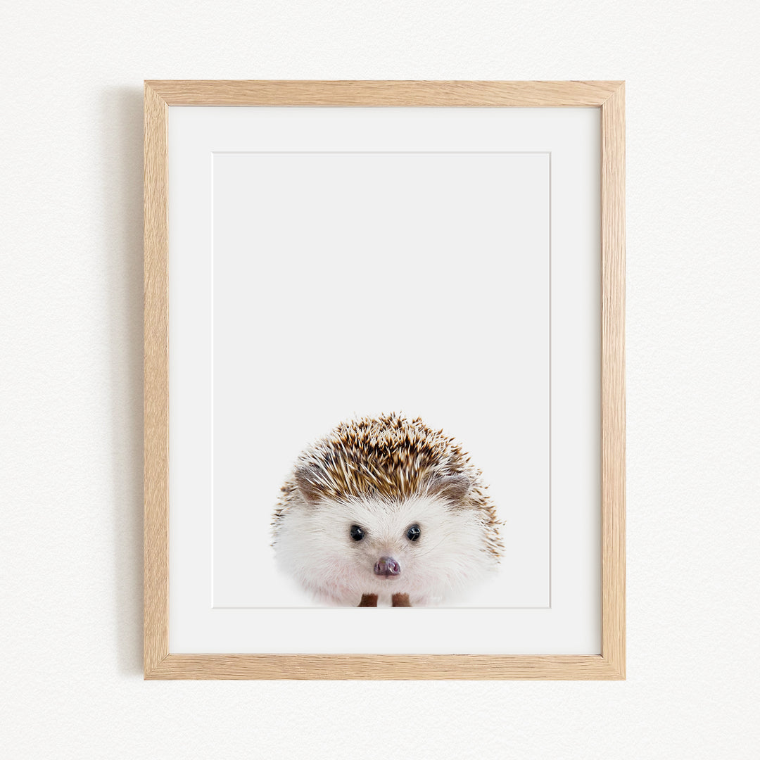 A framed print of a cute hedgehog with a white and brown color pattern and small black eyes.