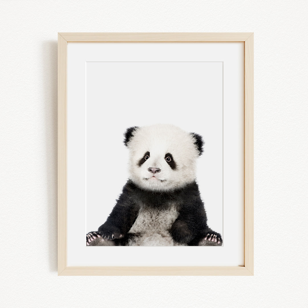 A cute panda bear sitting in a white frame against a plain background.
